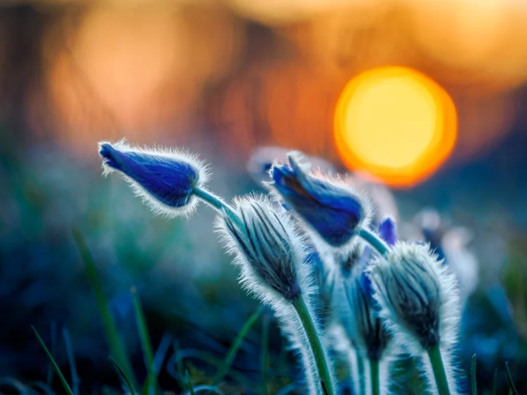 Flora