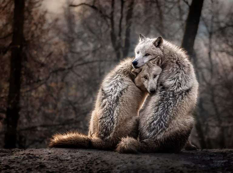 Animals